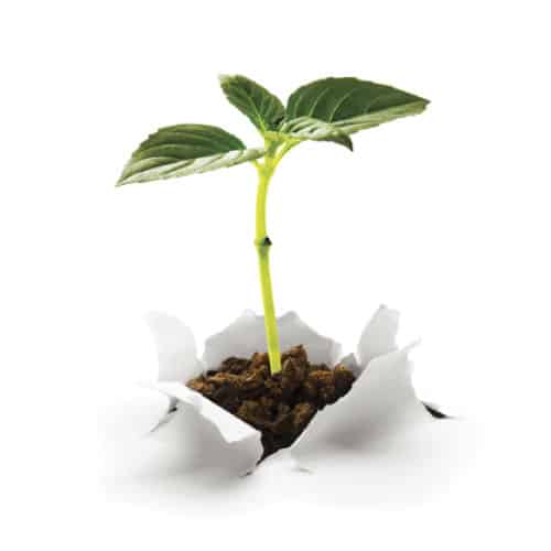 Plant growing through a white surface