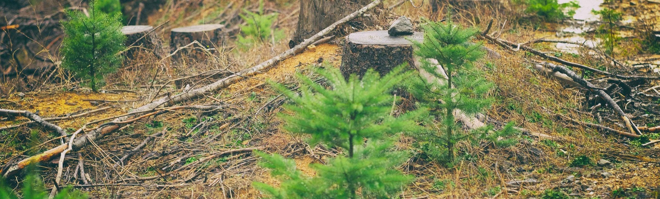 Forest background with chopped trees and sprouting pine trees