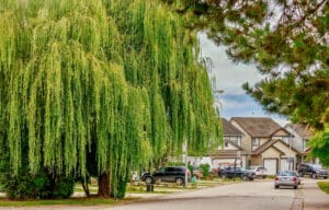 A magnificent willow tree dominates a quiet residential neighborhood street. A sidewalk, parked cars, and large homes are also visible.